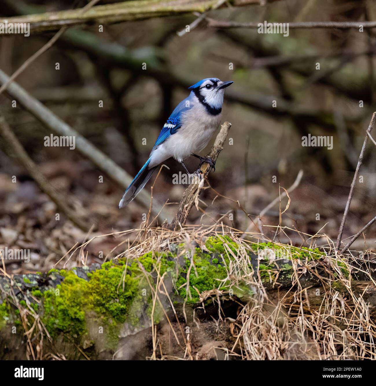A closeup of a cute blue jay perched on a tree branch in a forest Stock Photo