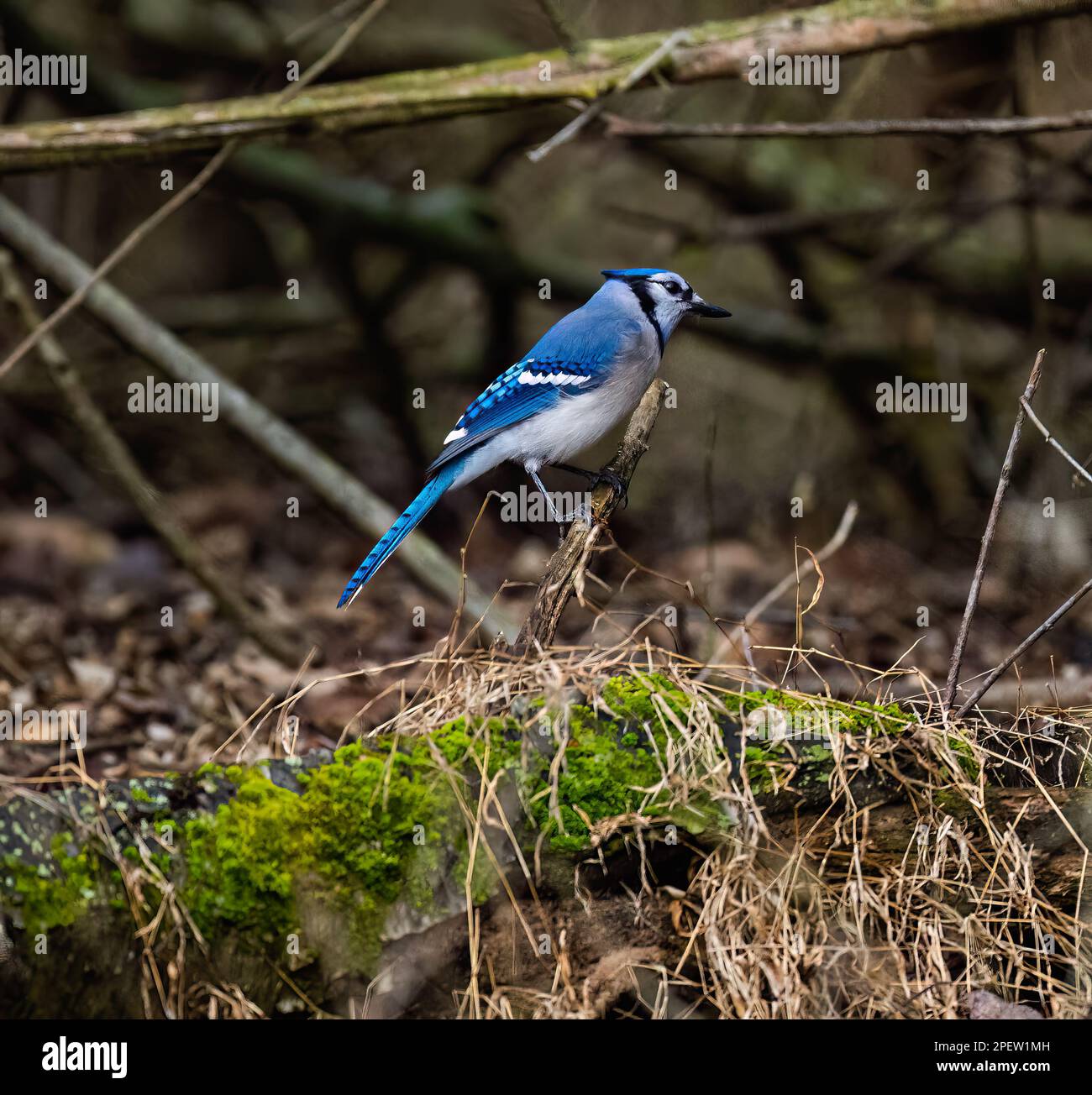 A closeup of a cute blue jay perched on a tree branch in a forest Stock Photo