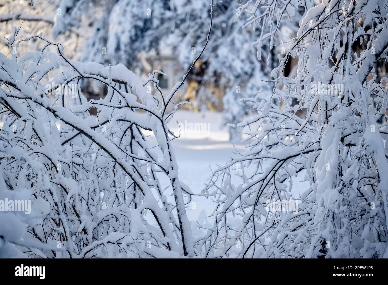 A scenic winter scene of a peaceful path in a park, lined with snow ...