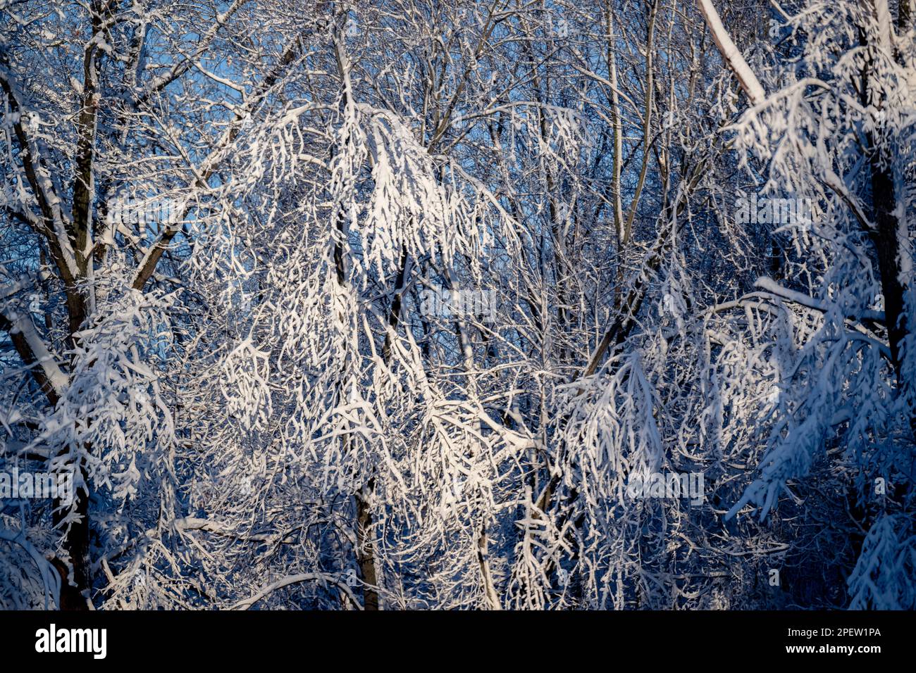 Snow laden evergreen trees hi-res stock photography and images - Alamy