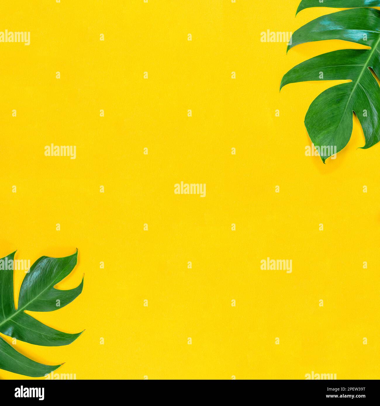 Tropical palm leaf on yellow background with empty space for your text ...