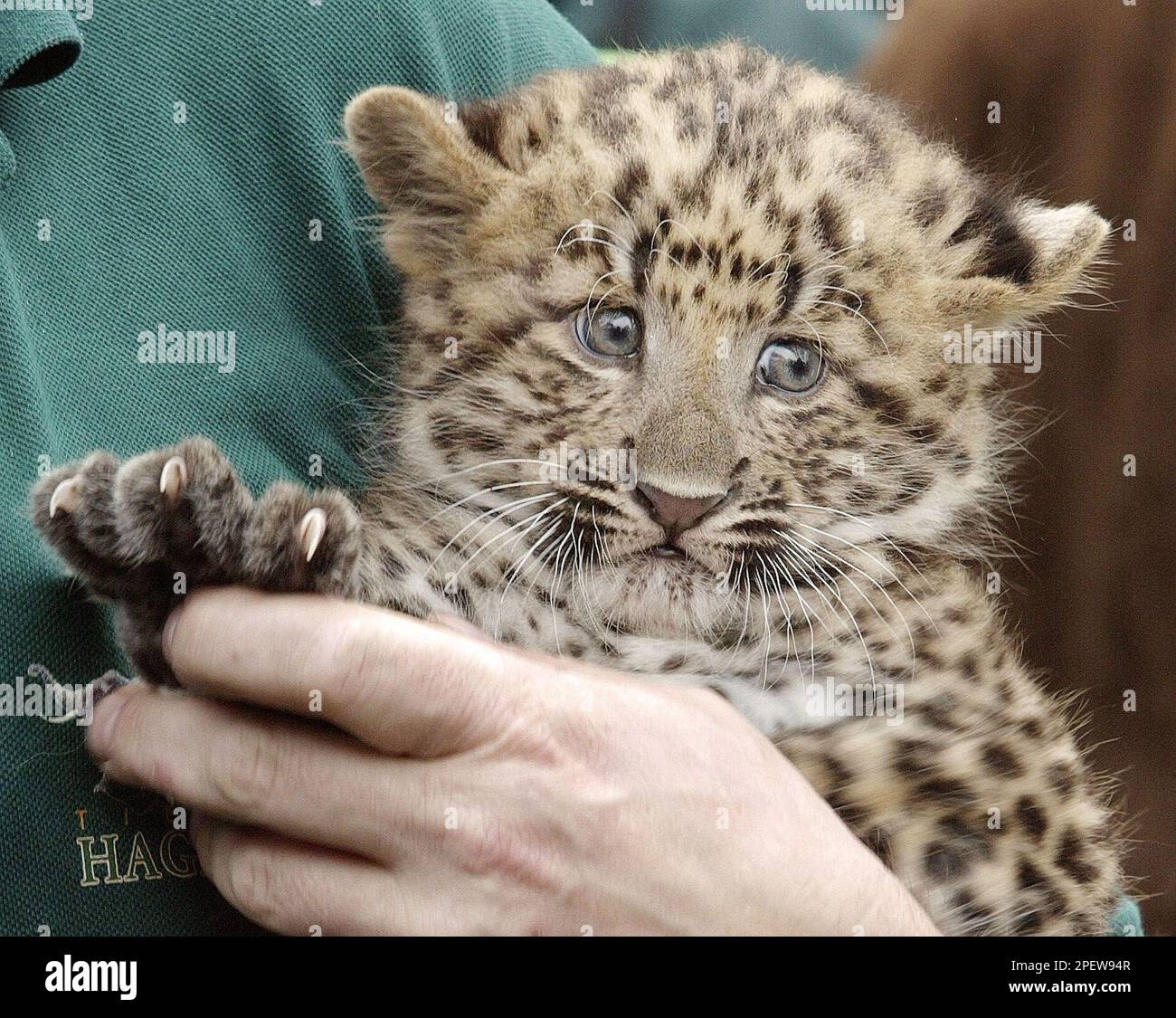 Das Leopardenbaby Basja am Donnerstag, 8. Juli 2004, waehrend der ...