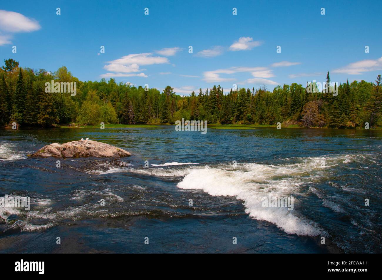 Summer scenery with rapids, blue sky, trees, rocks and gulls sitting on a rock in their environment and habitat surrounding. Stock Photo