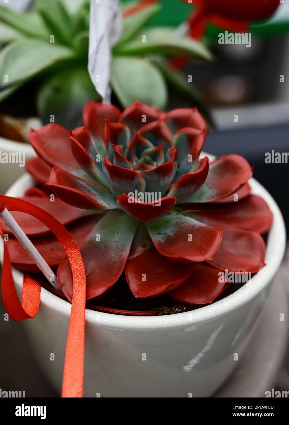 nerve plant Pink Nerve Plant (Fittonia Pink) - Live Tropical Feng Shui Houseplant - 4