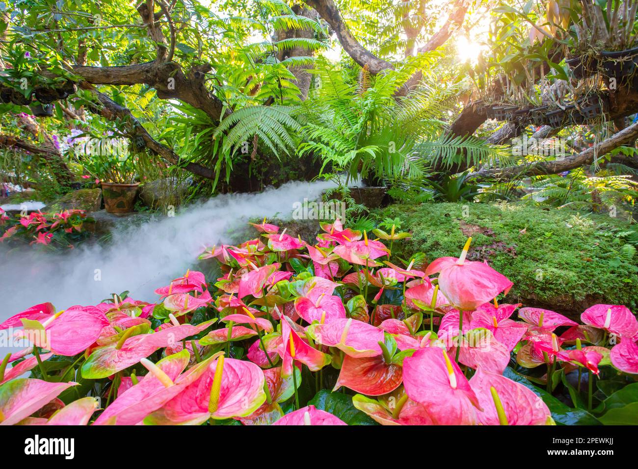 Beautiful spring multicolored flowers in the garden under big trees, Chiang Rai, Thailand Stock