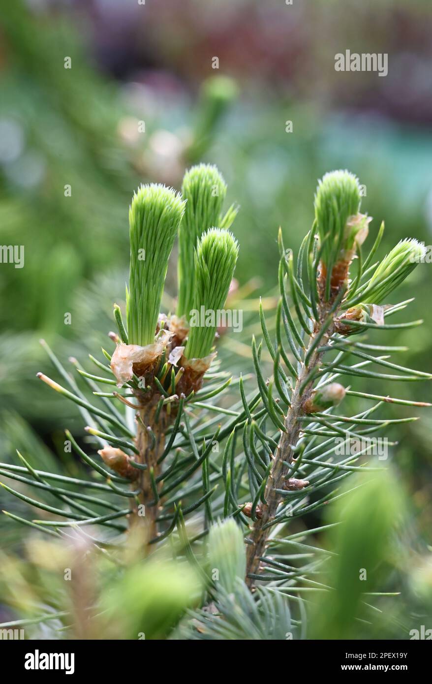 Young shoots of spruce branch. Macro shooting. Wild forest nature. Blurred background Stock Photo