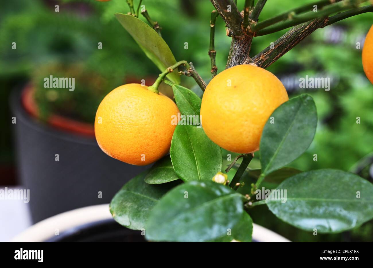 Flower pot with young mandarin tree with juicy leaves and orange fruits