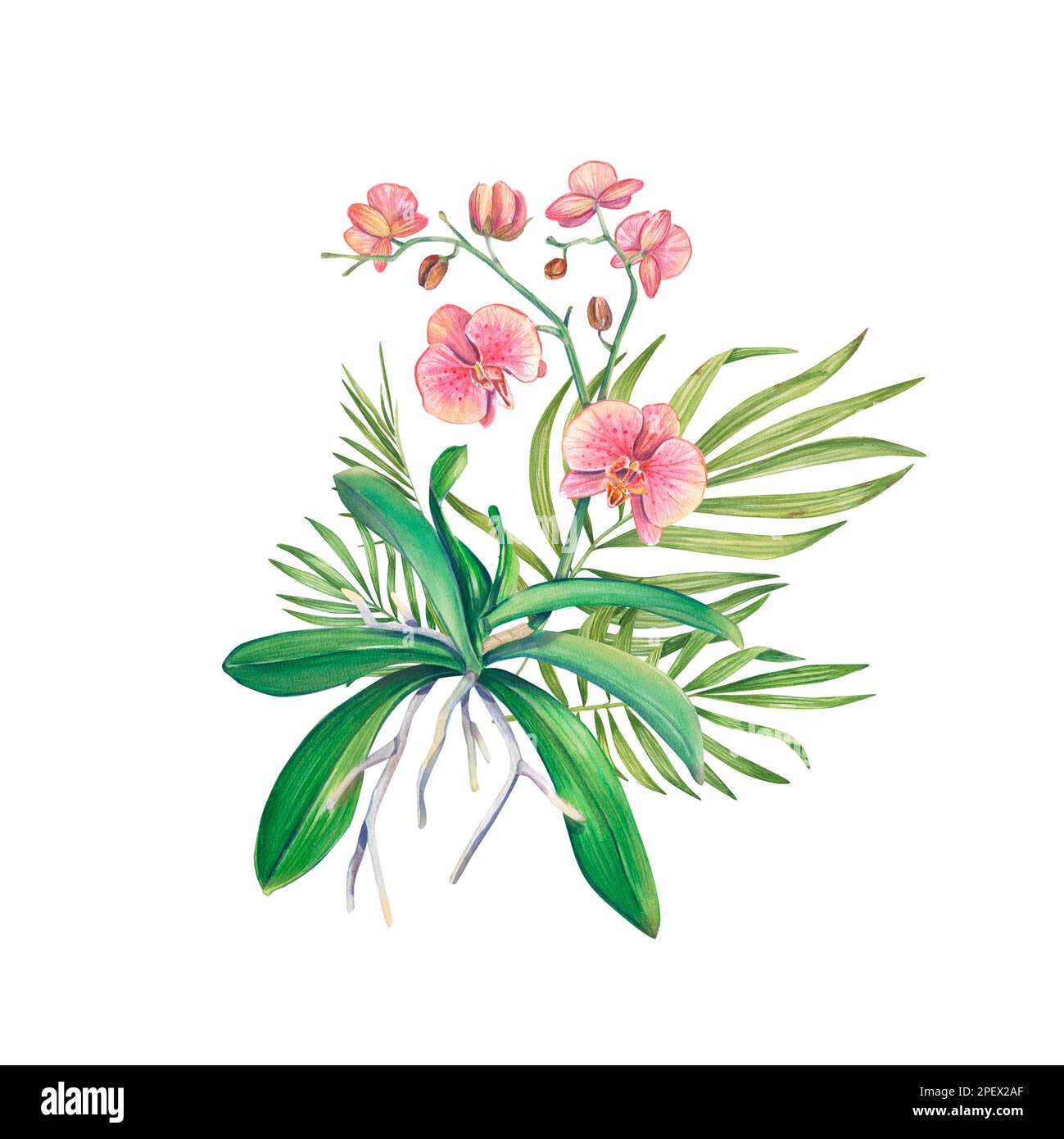 Watercolor bouquet with orchid and tropical branches of hovea. An exotic houseplants. Tropical orchid. Botanical illustration of a flower. Flower arra Stock Photo