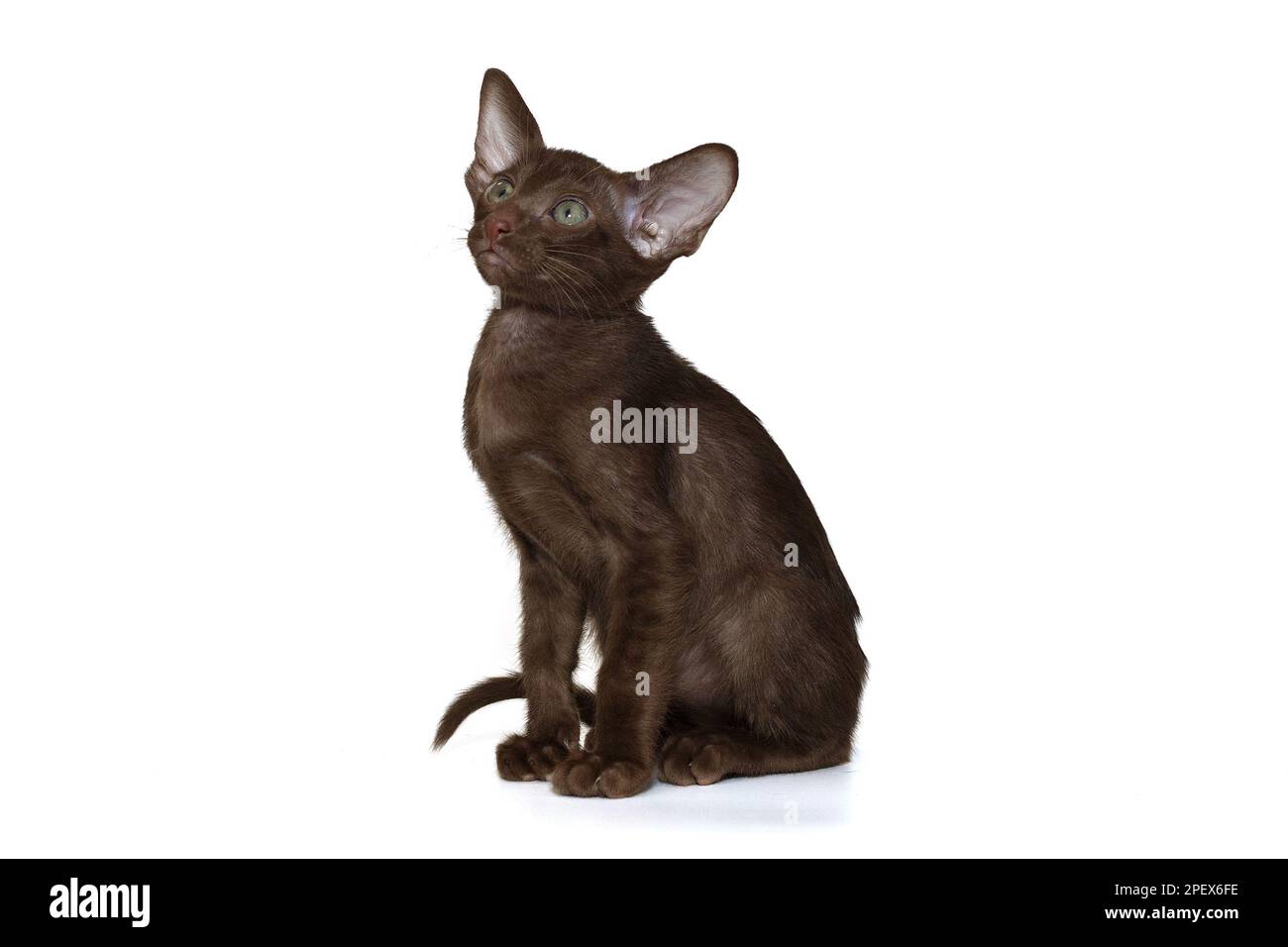 Portrait of a funny chocolatecolored oriental kitten, isolated on a
