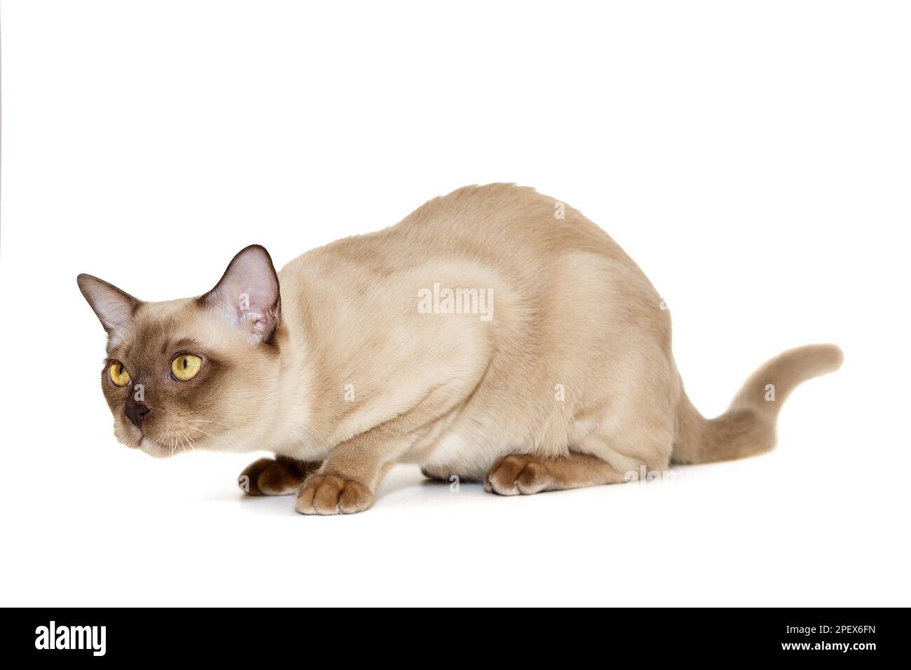 Curious European Burmese cat, isolated on a white background Stock ...