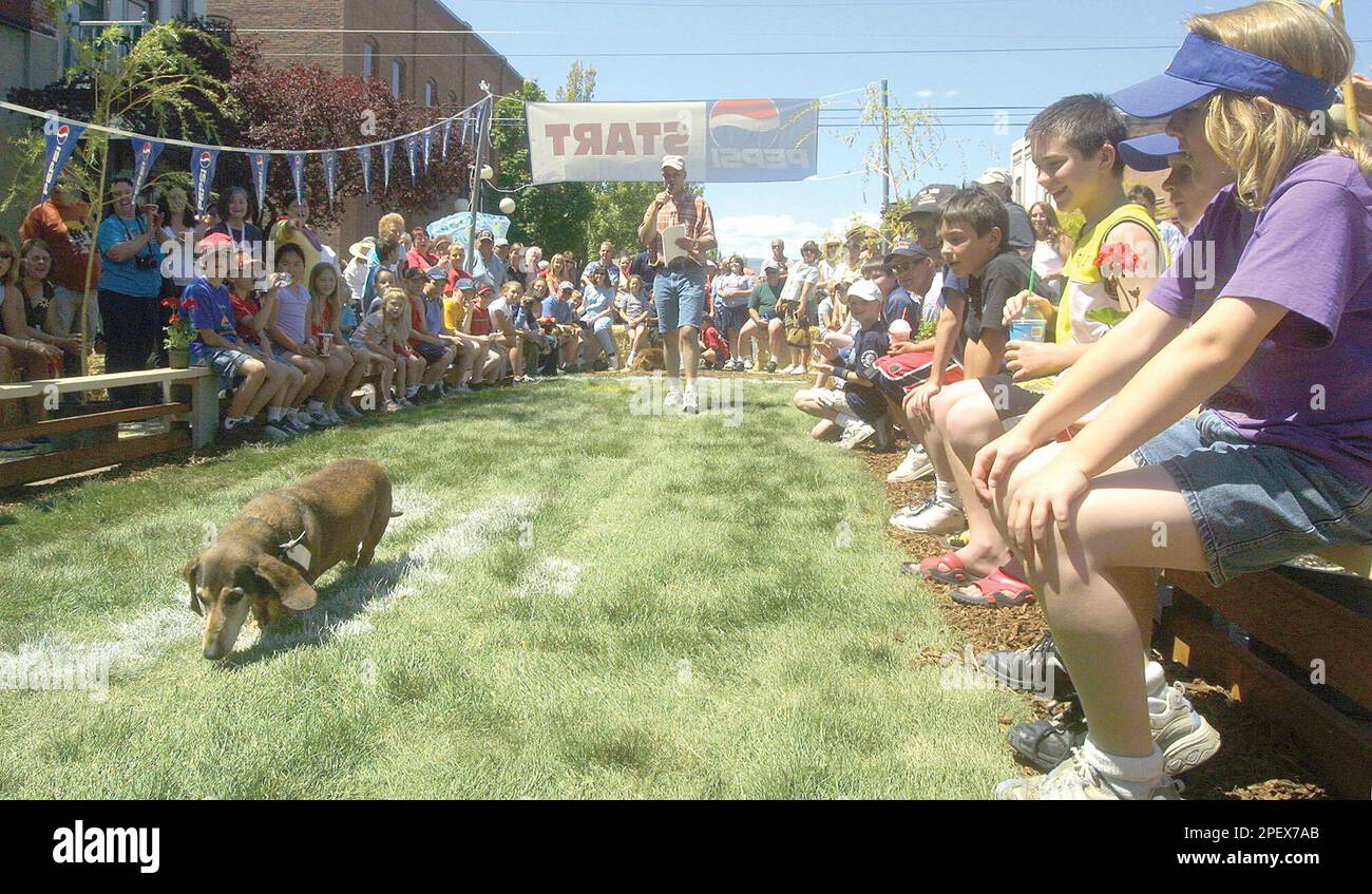A dachshund slowly moves toward the finish line during the wiener dog