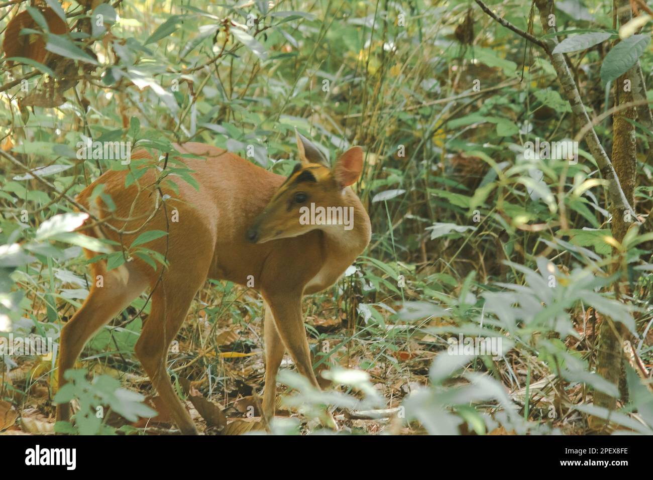 Barking Deer standing in the edge of the forest. A small deer They usually prefer to live alone in the grass and forests. Stock Photo