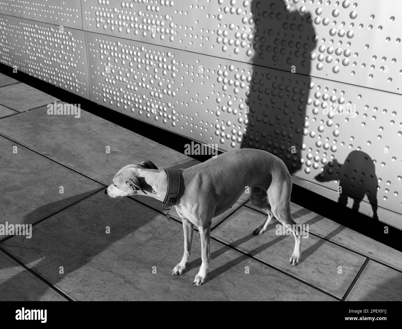 A black and white shot of a dog standing on a tile covered sidewalk next to a wall Stock Photo