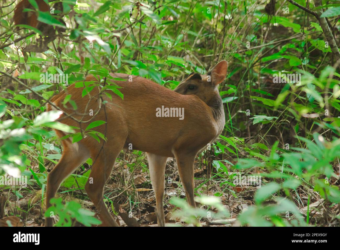 Barking Deer standing in the edge of the forest. A small deer They usually prefer to live alone in the grass and forests. Stock Photo