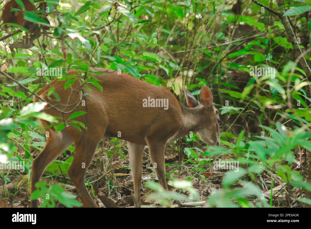 Barking Deer standing in the edge of the forest. A small deer They usually prefer to live alone in the grass and forests. Stock Photo