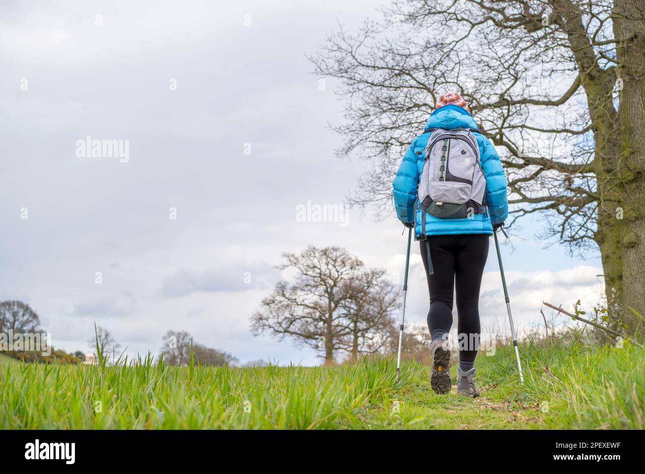 Rear view of a woman hiker dressed in coat, rucksack, hiking boots, hat and walking poles crossing a green farmers field. Stock Photo
