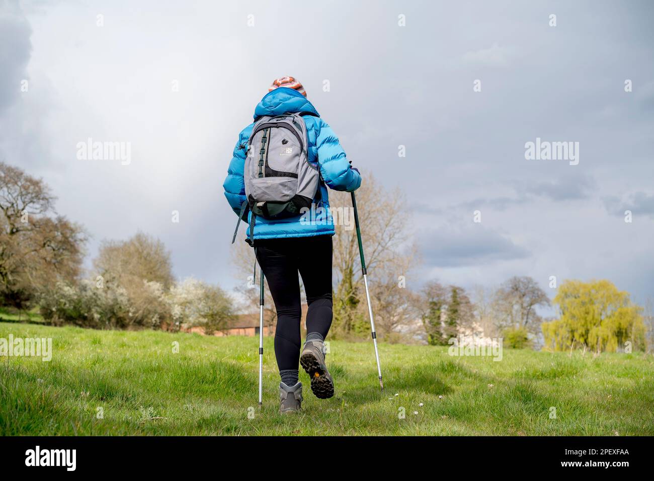 Rear view of a woman hiker dressed in coat, rucksack, hiking boots, hat and walking poles walking in a green UK countryside field. Stock Photo