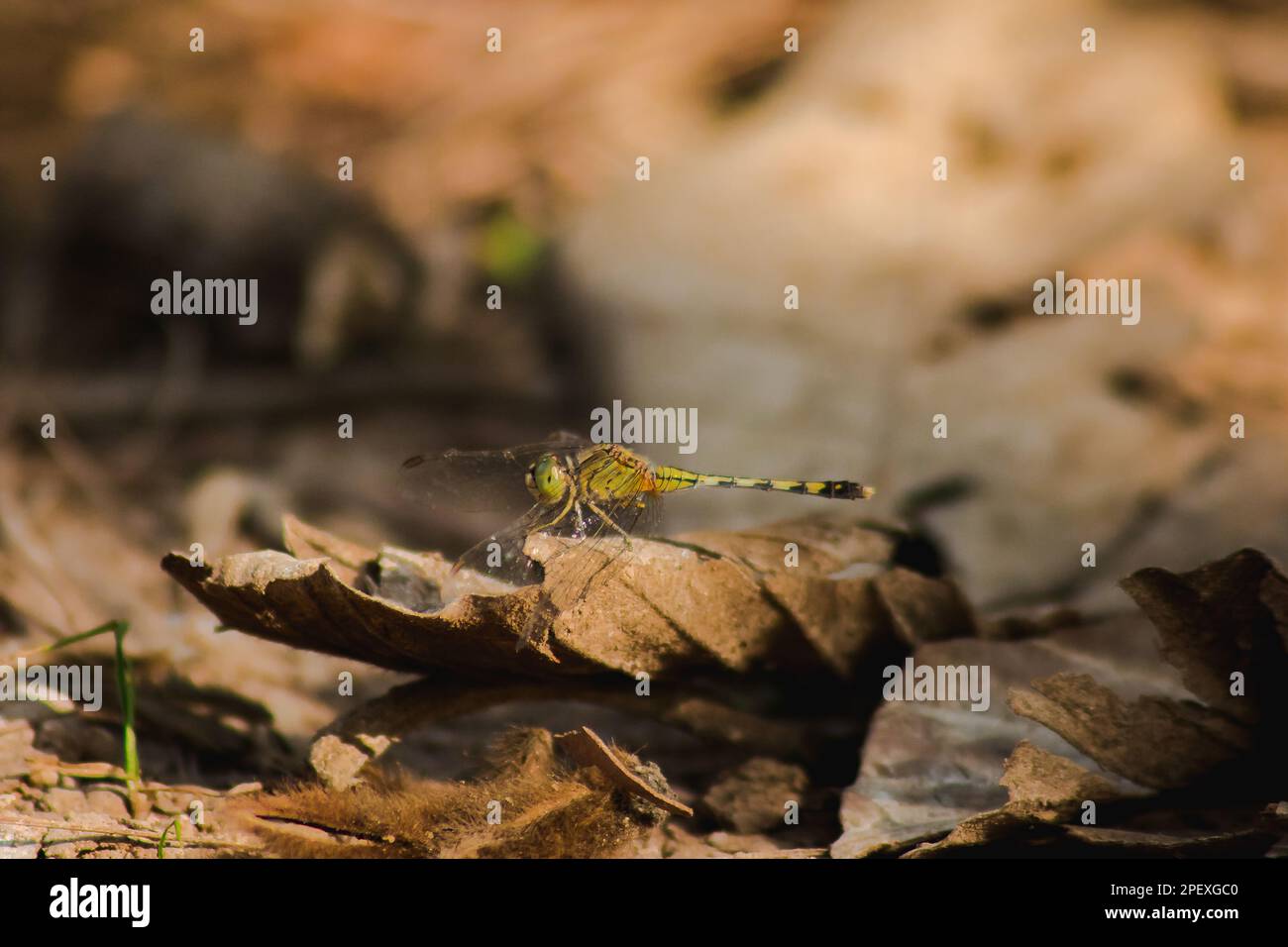 A female yellow dragonfly on the dry leaves dropping to the floor Stock ...