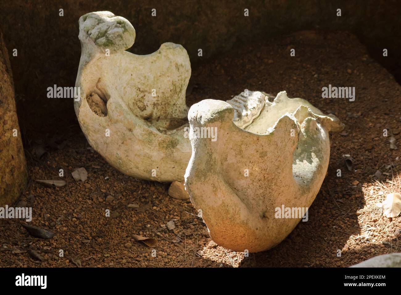 Ancient elephant fossils Millions of years old That were unearthed on ...