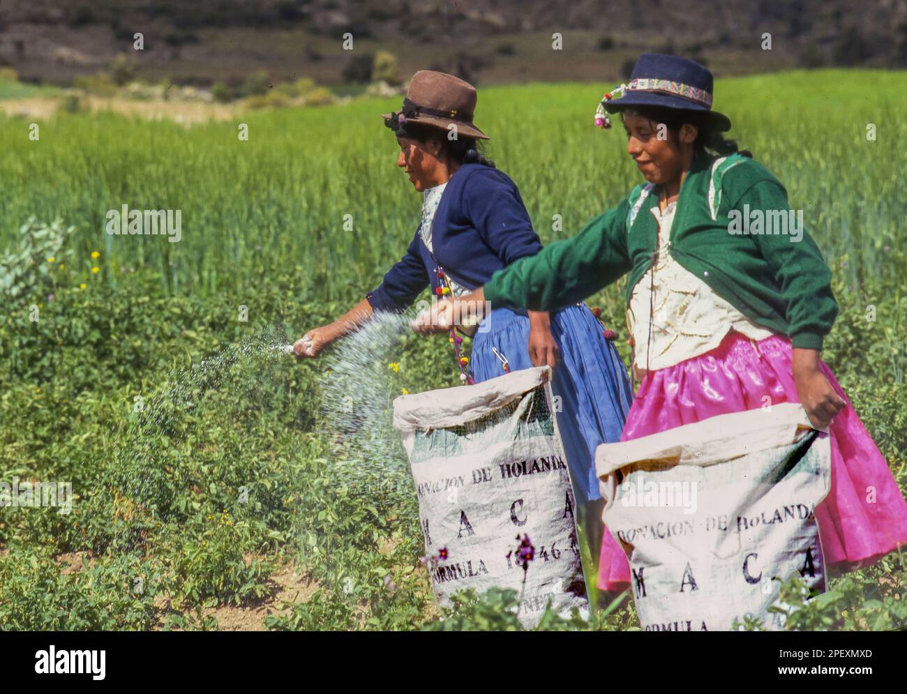Bolivia, Potosi area. Women spreading fertilizer in a potato field.Fertilizing the land. Stock Photo