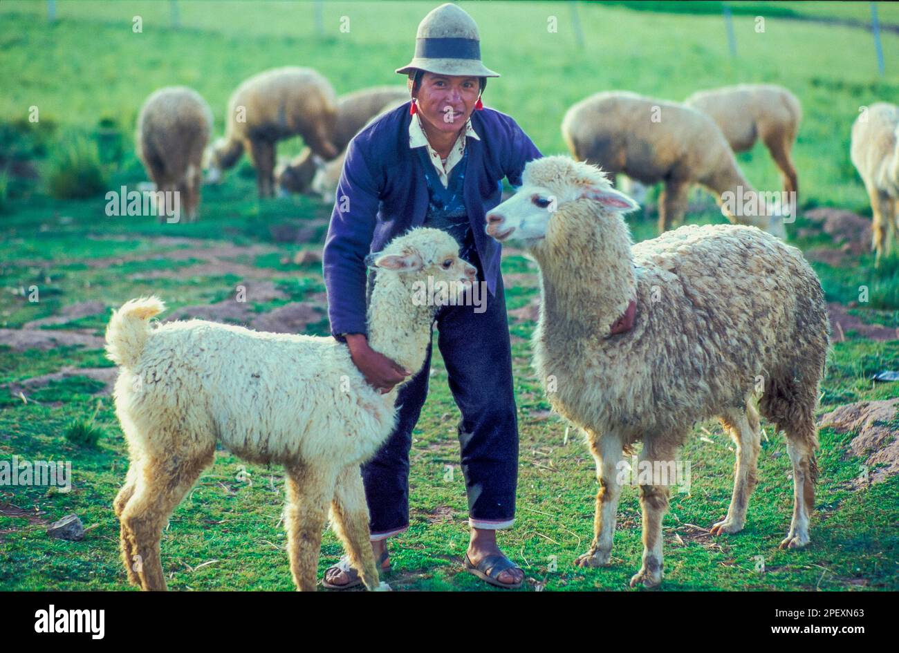 Bolivia. A shepherd with two of his lamas. Stock Photo