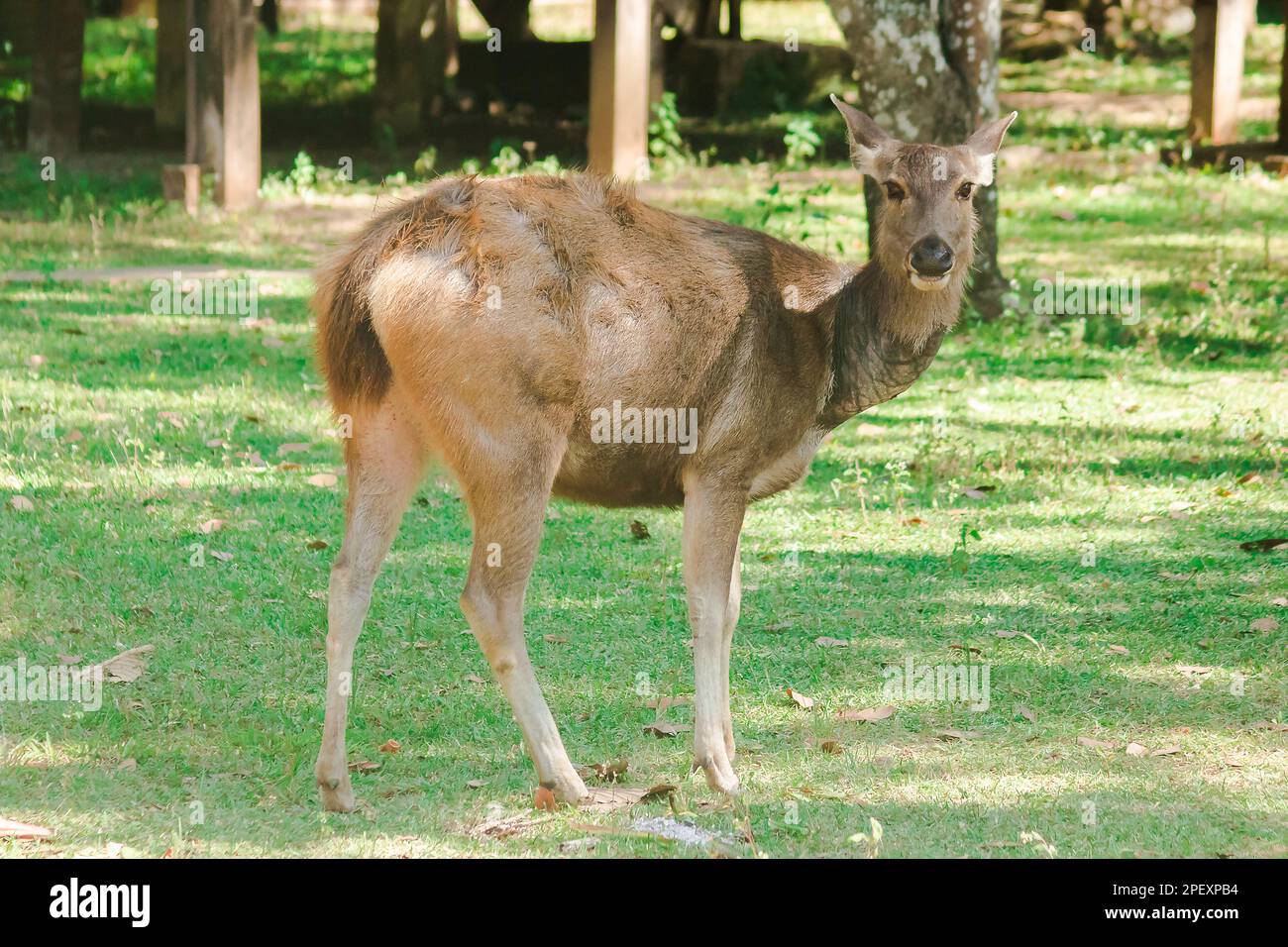 Wild deer looking At the edge of the forest Wild deer like to be alone alone. Stock Photo