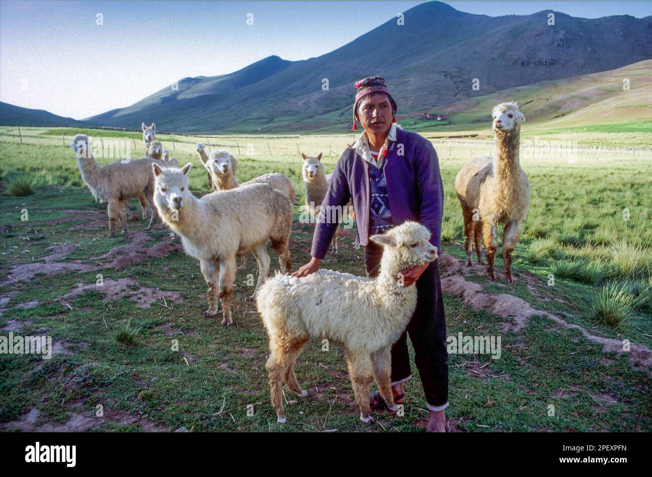 Bolivia, Ocuri region. Aymara man with alpaca's. Stock Photo