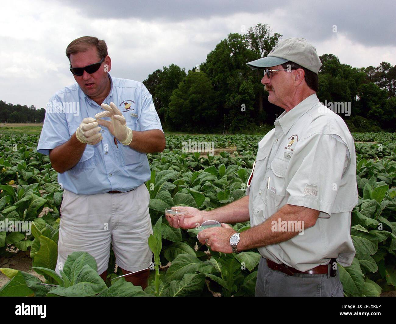 University of Georgia plant pathologists Jimmy Laska, left, and Alex  Csinos, demonstrate a technique for infecting tobacco plants with black  shank disease near Tifton, Ga., Wednesday, June 9, 2004, during the 2004