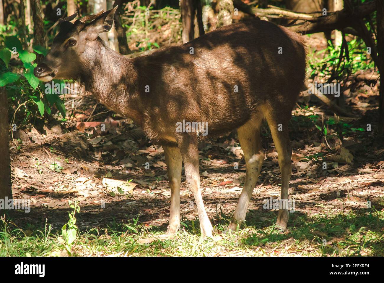 Wild deer looking At the edge of the forest Wild deer like to be alone alone. Stock Photo
