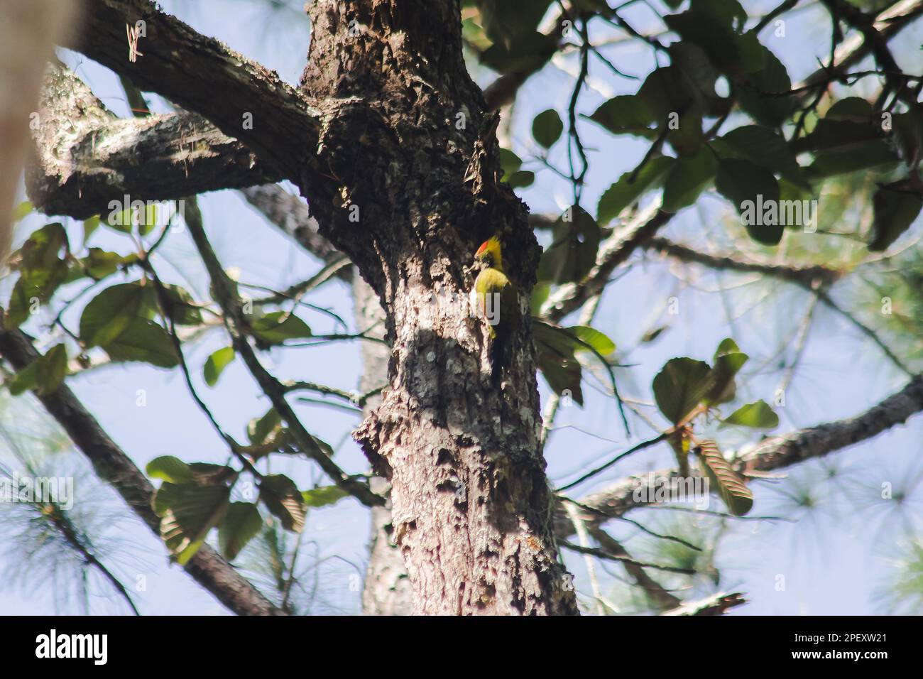 Megalaima asiatica drilling trees into holes like a woodpecker. To build a nest Stock Photo