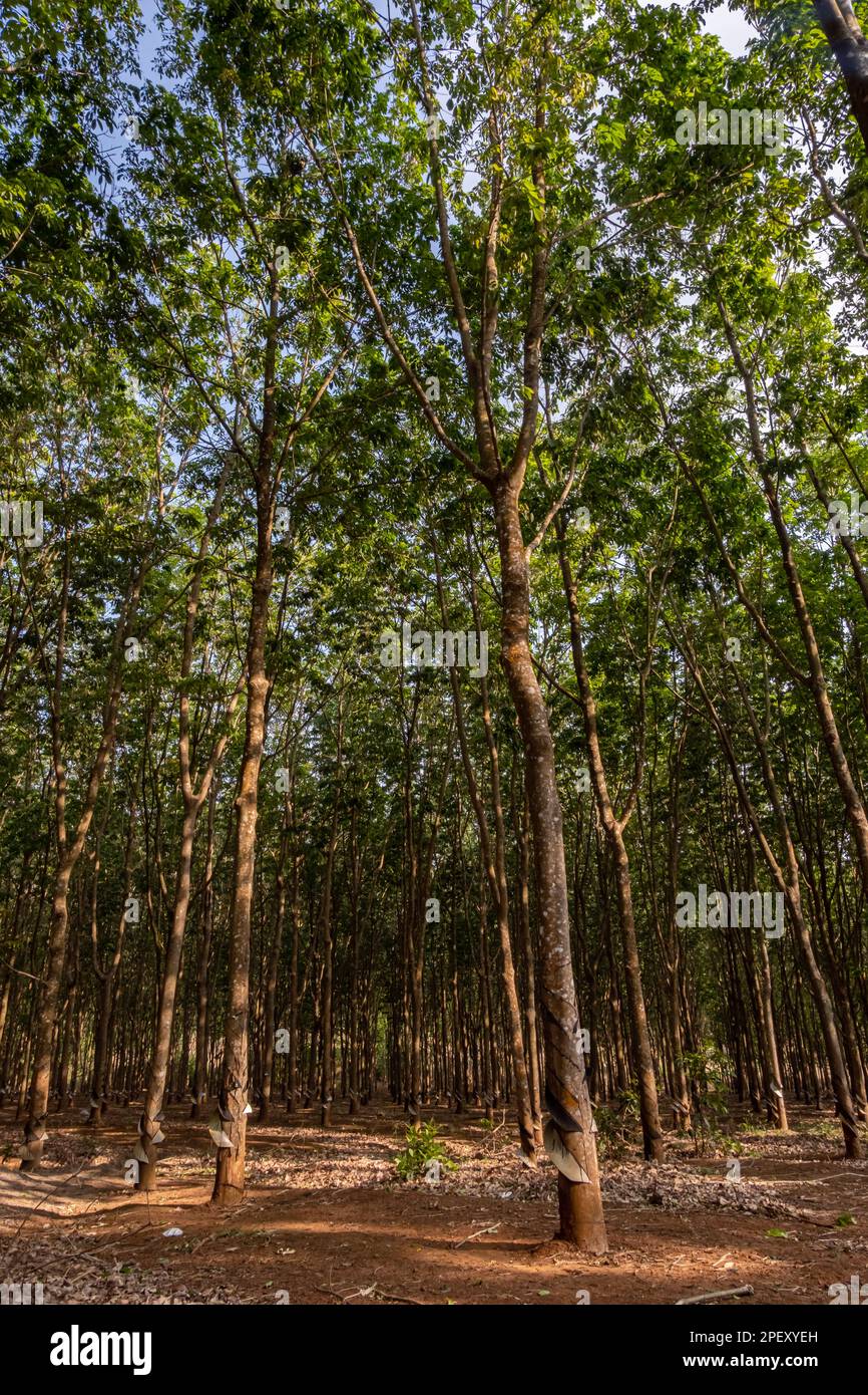 Rubber tree plantation. Rowes of rubber trees in tropical woodland
