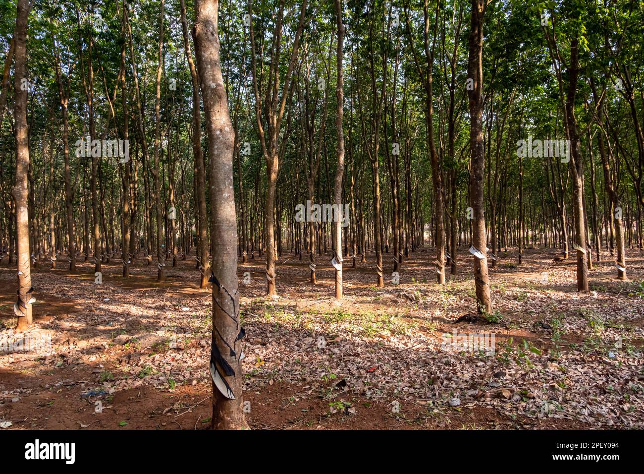 Rubber tree plantation. Rowes of rubber trees in tropical woodland