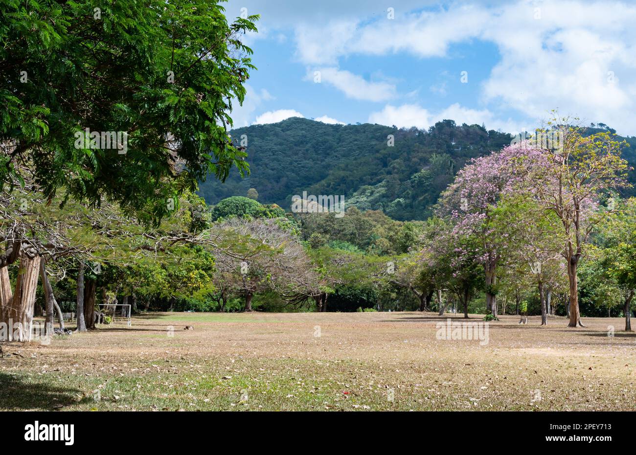 Beautiful Queen's Park Savannah with pink Poui trees in bloom in Trinidad and Tobago. Stock Photo