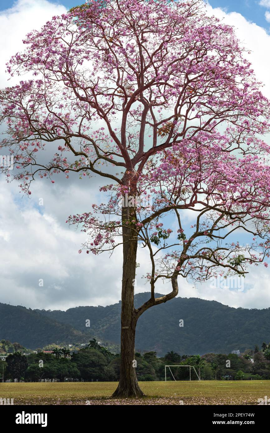 Beautiful pink Poui tree in bloom in a park located in downtown Port of Spain, Trinidad. Stock Photo