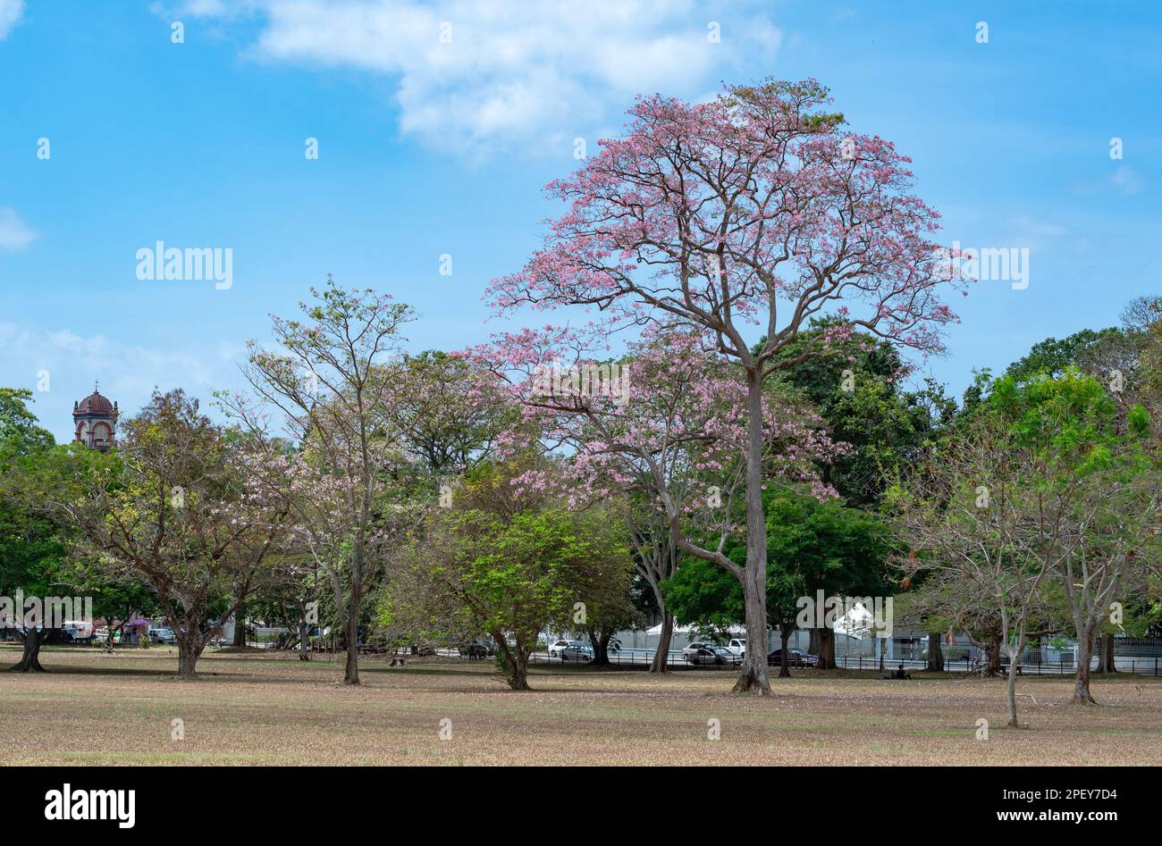 Trees in a park with pink flowers located in Queens Park Savannah, Trinidad and Tobago. Stock Photo