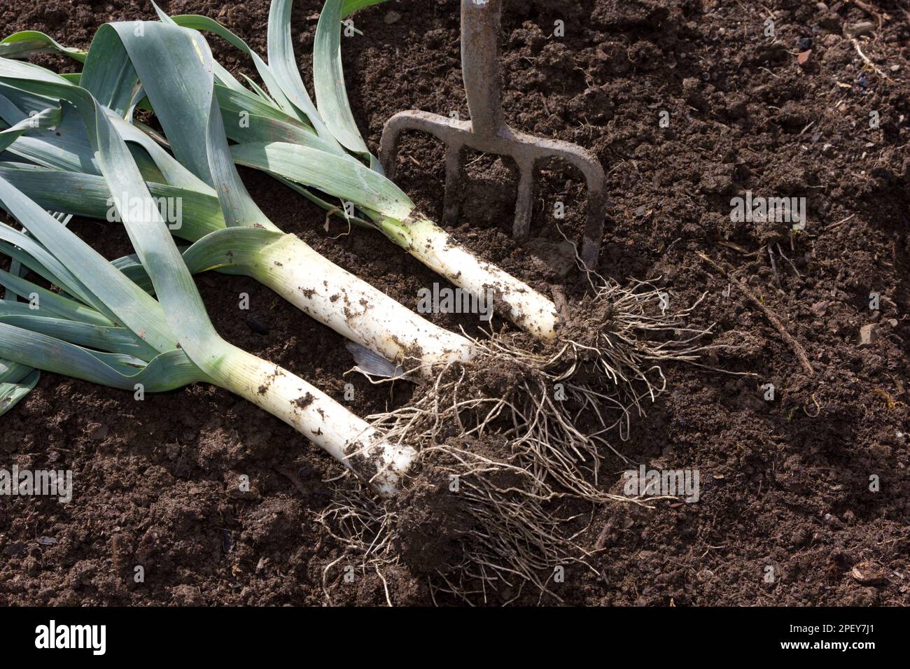 Three leeks plants hi-res stock photography and images - Alamy
