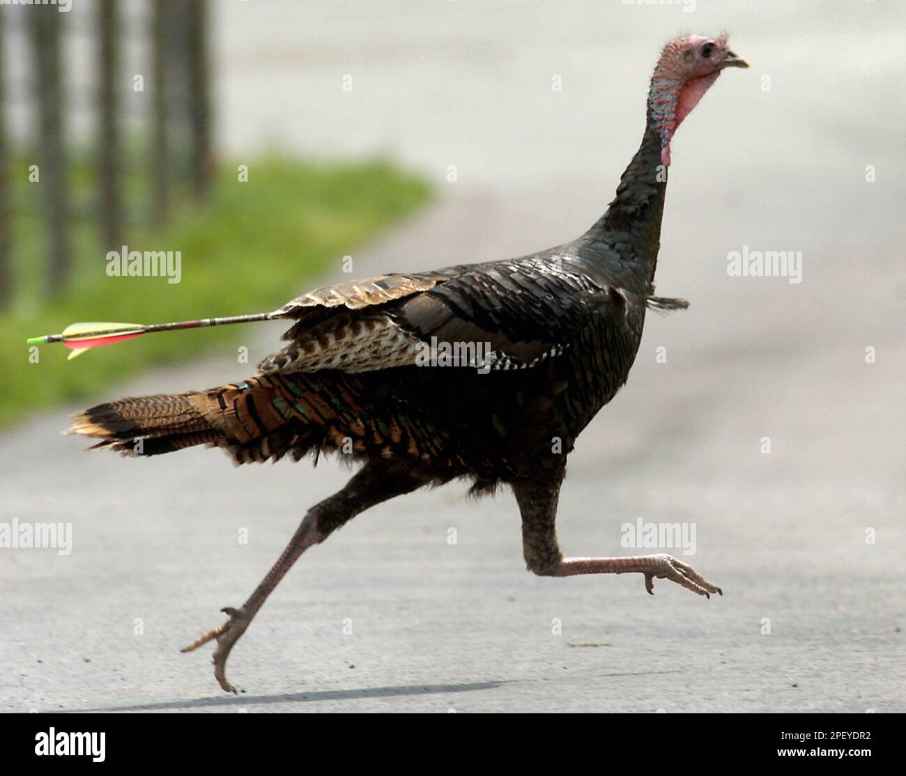 An arrow to the chest? This wild turkey is unruffled, California