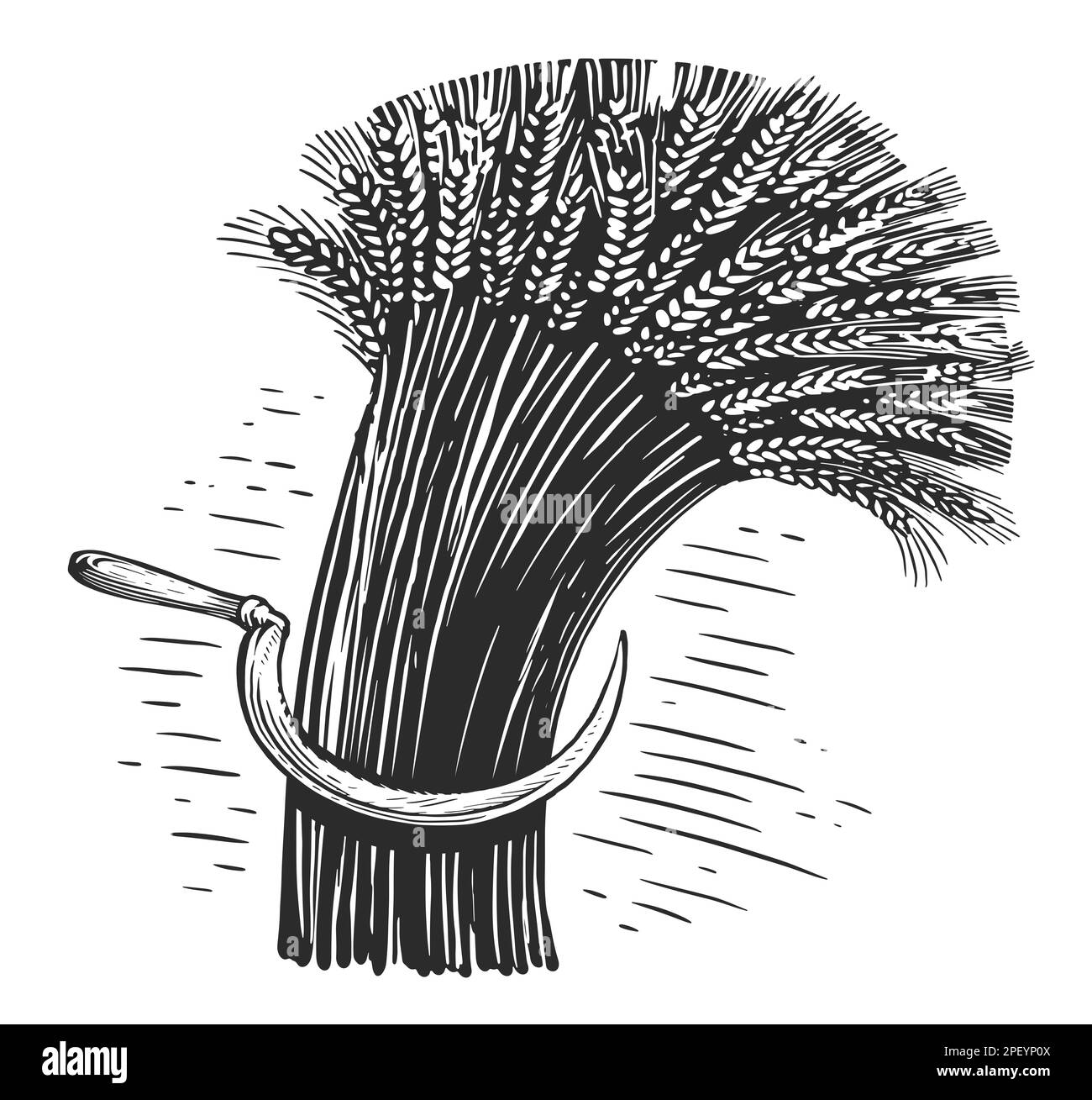 Sheaf of dry wheat, sketch. Ears of wheat, barley or rye. Hand drawn illustration in vintage