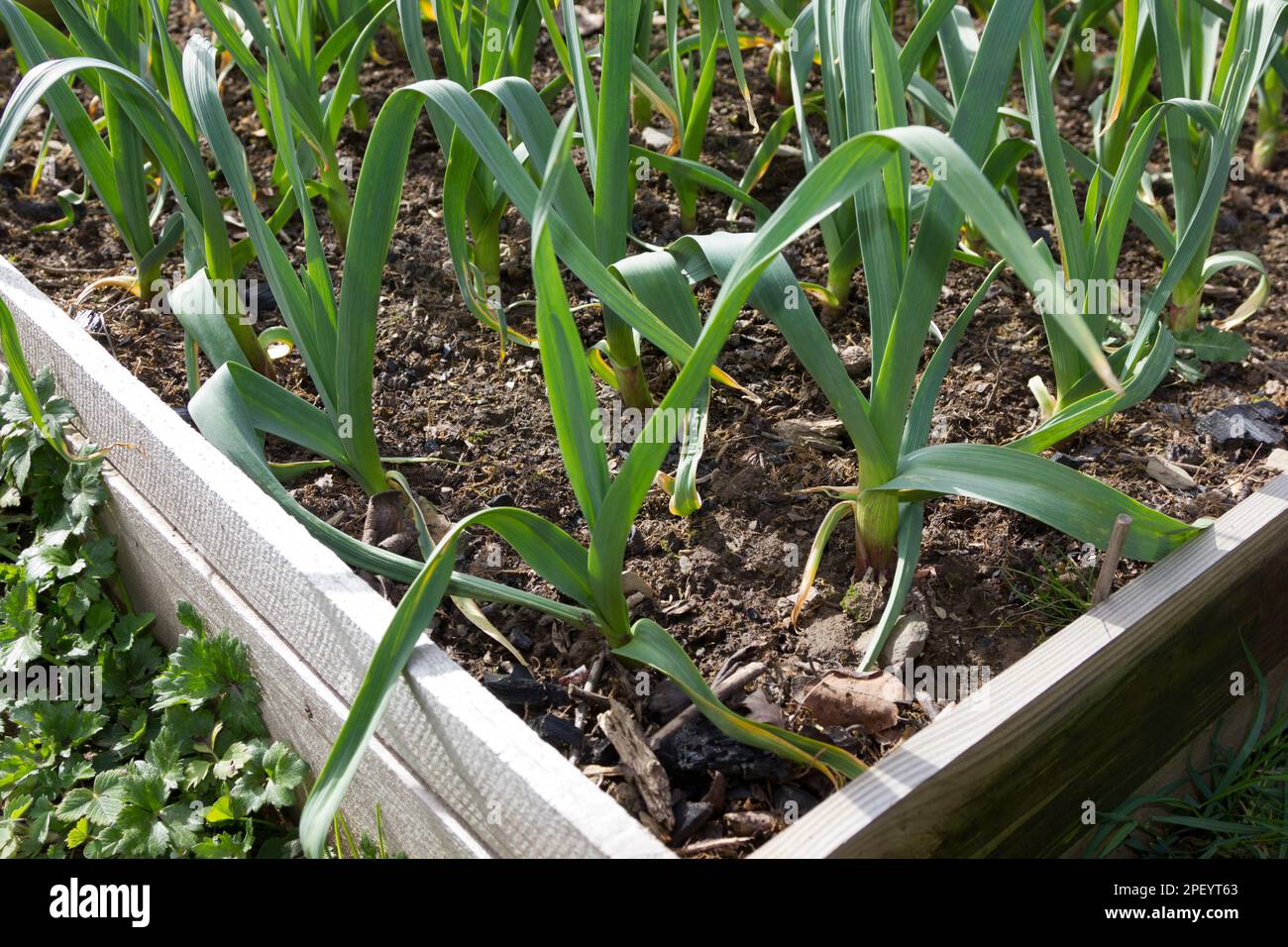 Young garlic plants growing in a deep bed Stock Photo Alamy