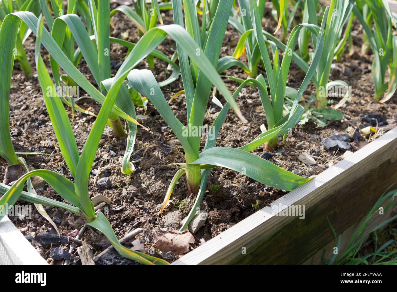 Young garlic plants growing in a deep bed Stock Photo Alamy