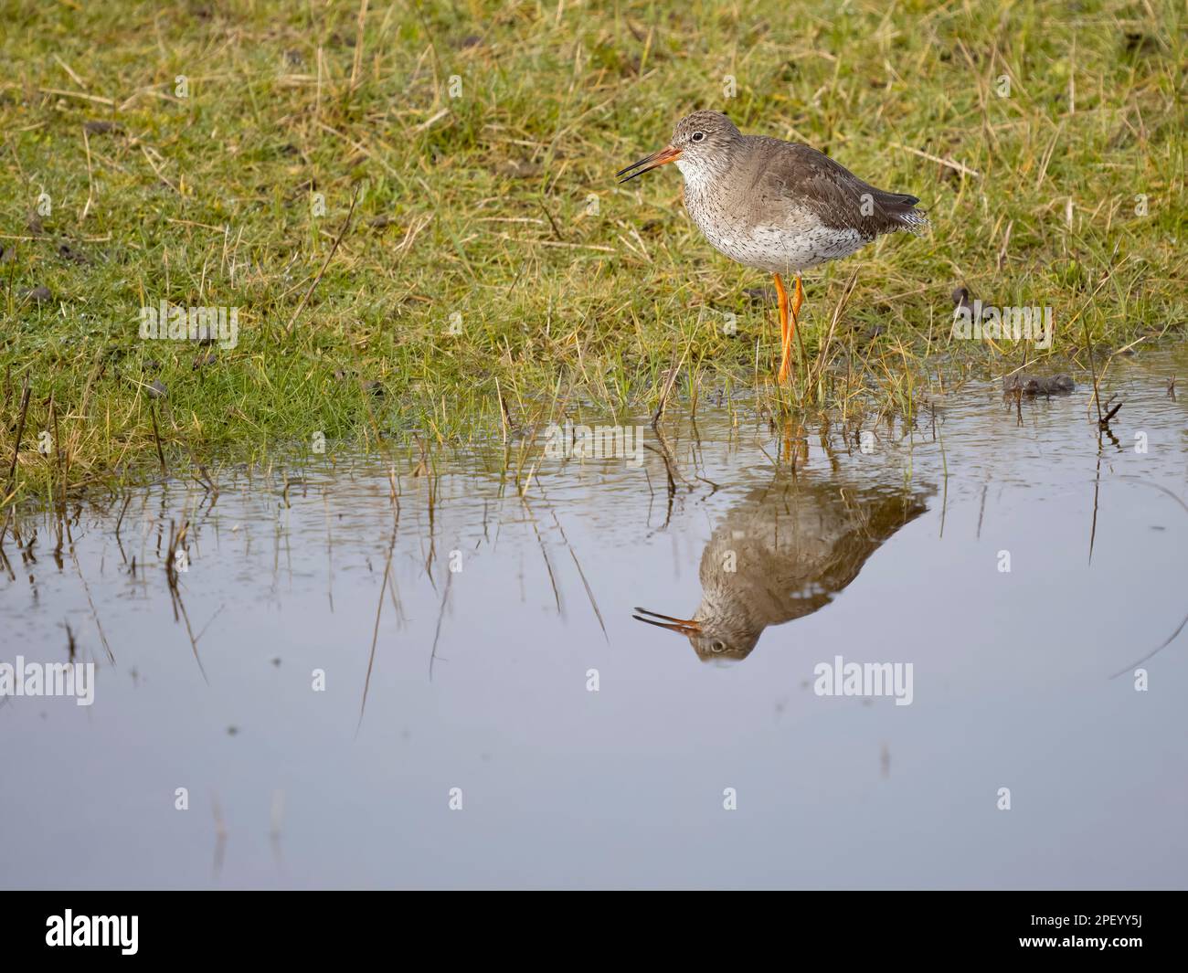 Redshank, Tringa totanus, single bird by water, Kent, March 2023 Stock Photo