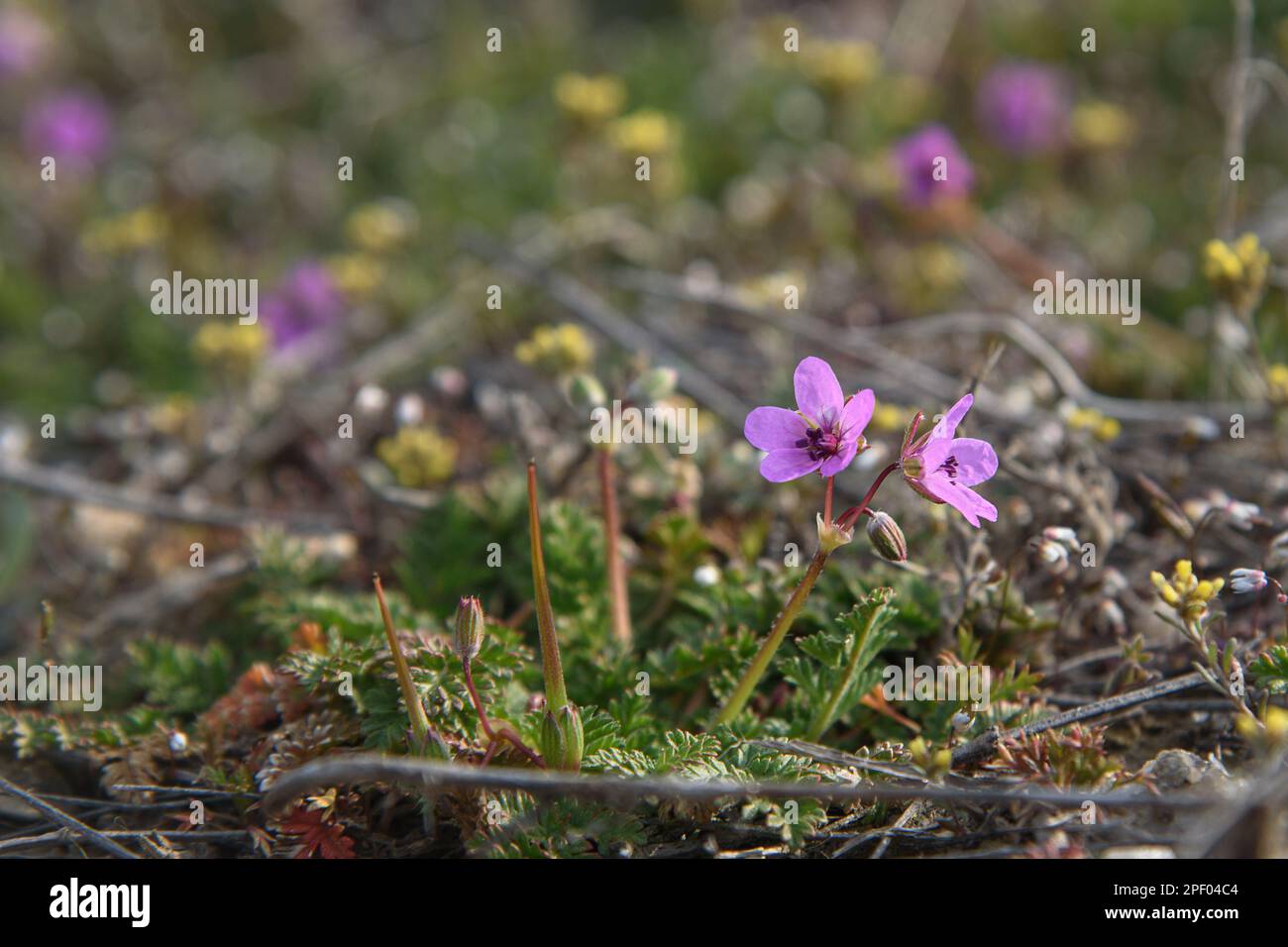 Small spring flower Erodium cicutarium. Wild geranium Stock Photo