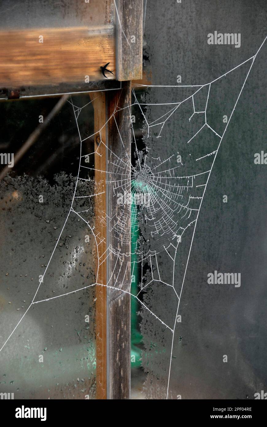 Spider's web on outside of greenhouse in frosty weather conditions Stock Photo