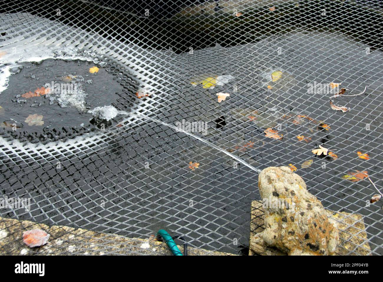 Netted garden pond with jet of water freezing on contact in frosty conditions, particularly on the netting Stock Photo