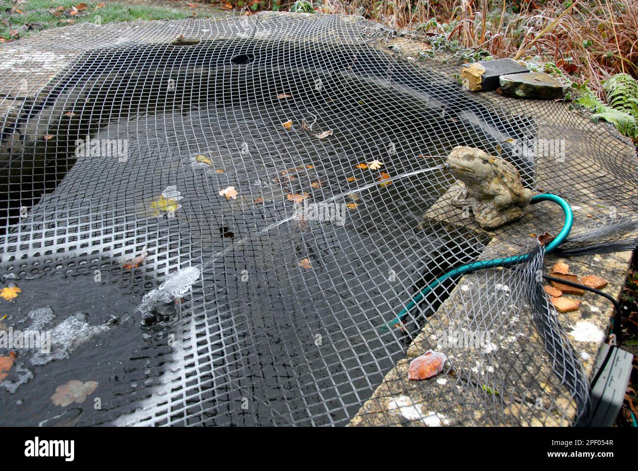 Netted garden pond with jet of water freezing on contact in frosty conditions, particularly on the netting Stock Photo