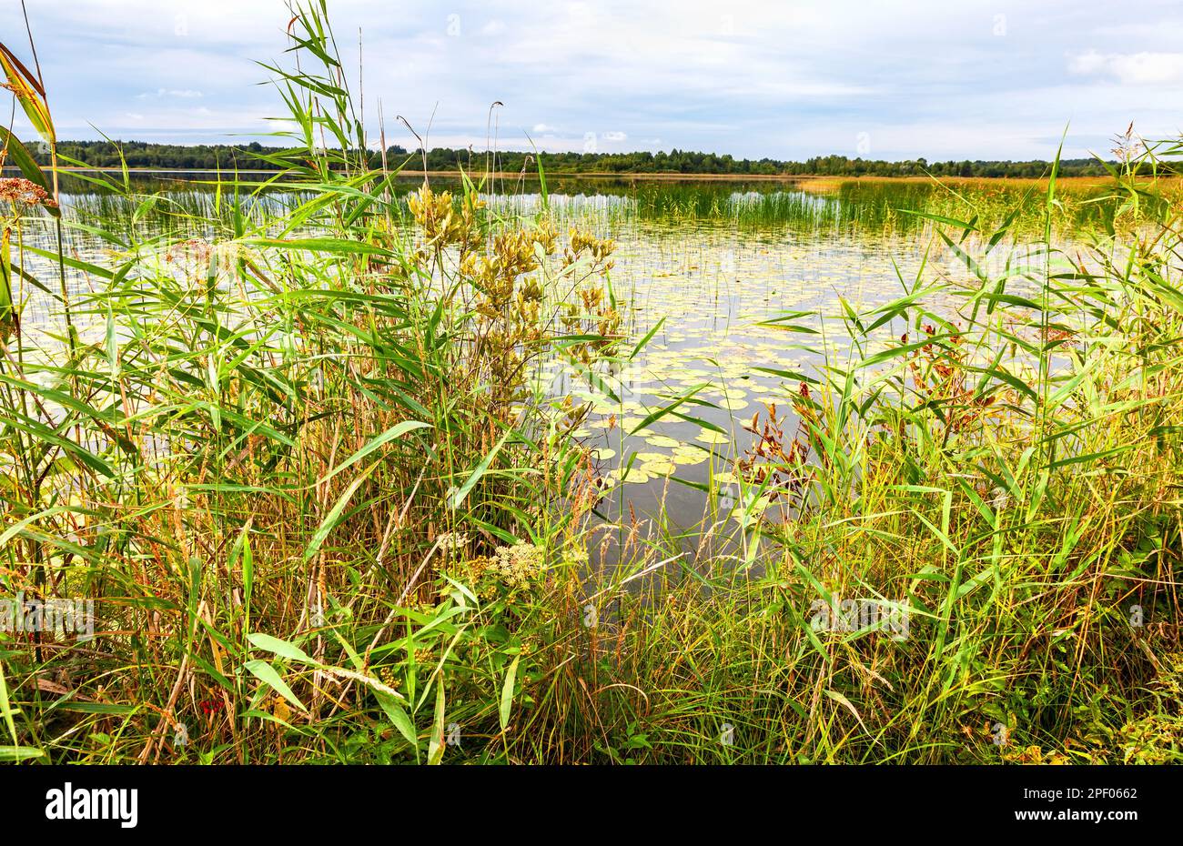 Reed in calm lake hi-res stock photography and images - Alamy