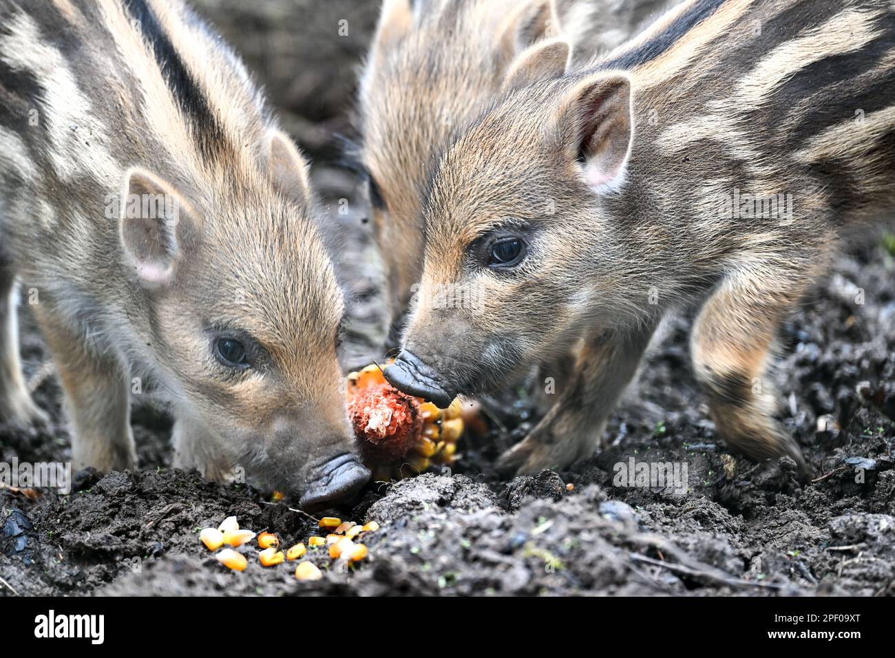 Ravensburg, Germany. 16th Mar, 2023. Four striped freshlings run with the sow through the game enclosure above Ravensburg. The animals were born a few days ago. Young wild boars are suckled for about four months and keep their stripes for that long. Credit: Felix Kästle/dpa/Alamy Live News Stock Photo