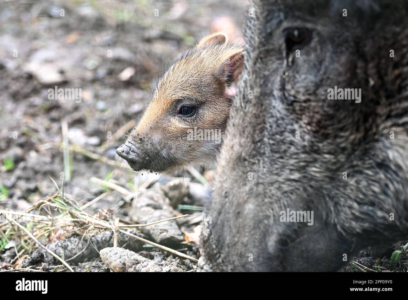 Ravensburg, Germany. 16th Mar, 2023. A striped young boar peeks out from behind its mother above Ravensburg in a game preserve. The young animals were born a few days ago. Young wild boars are suckled for around four months and retain their stripes for that long. Credit: Felix Kästle/dpa/Alamy Live News Stock Photo