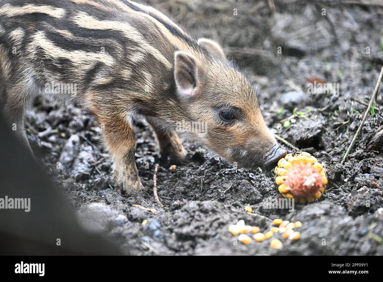 Ravensburg, Germany. 16th Mar, 2023. A striped youngling nibbles on a corncob above Ravensburg in a game preserve. The animals were born a few days ago. Young wild boars are suckled for around four months and retain their stripes for that long. Credit: Felix Kästle/dpa/Alamy Live News Stock Photo