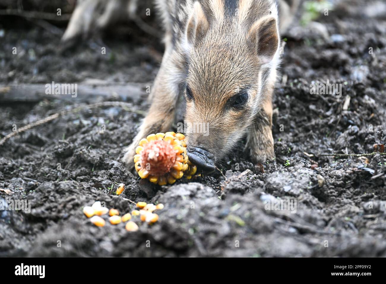 Ravensburg, Germany. 16th Mar, 2023. A striped youngling nibbles on a corncob above Ravensburg in a game preserve. The animals were born a few days ago. Young wild boars are suckled for around four months and retain their stripes for that long. Credit: Felix Kästle/dpa/Alamy Live News Stock Photo